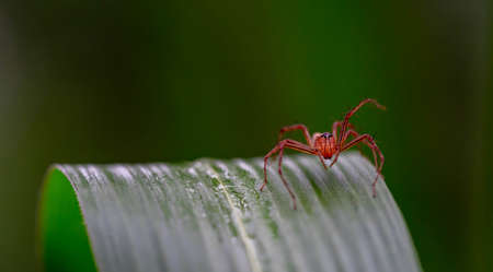 Oxyopes salticus , Orange spiders on a leaf macro.の写真素材