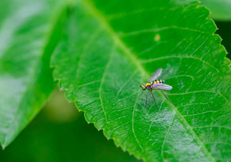 Sciapodinae insect, Green Long-Legged Fly with metallic green body color, perched on the green...