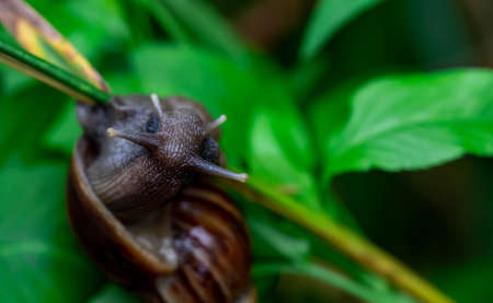 Macro of snail on grass green blade, low point of view over green garden backgroundの写真素材