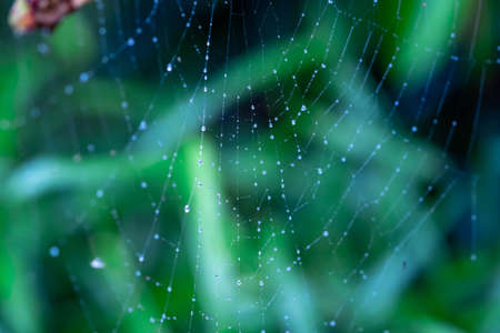 Closeup of beautiful lace of spider web covered by morning dew drops against blurry green backgroundの写真素材