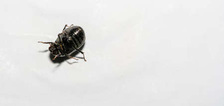 Macro shot of forest dung beetle (Anoplotrupes stercorosus) on white background surface