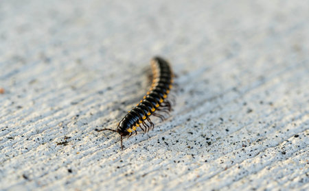 Mating millipede,millipede walking on groundの写真素材