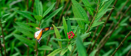 Blurry Flying Plain tiger or African monarch butterfly (Danaus chrysippus) in yellow and red flower habitat background. Beautiful Butterfly Portrait Backroundの写真素材