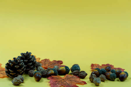 Pine cone, autumns leaves and seeds on yellow background. Autumn Thanksgiving Background with copy...