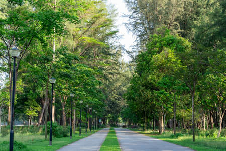 Park with trees and grass. Nature view of a park during summerの写真素材