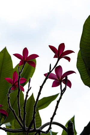 Pink flowers on tree with sunny white sky backgroundの写真素材