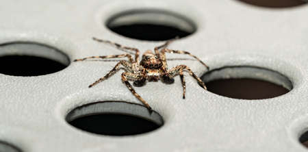 macro closeup of jumping spider with visible hair and big eyes