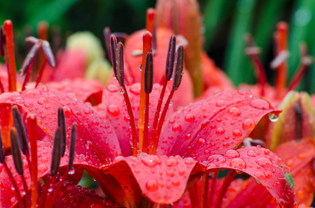 Flower after the rainの写真素材