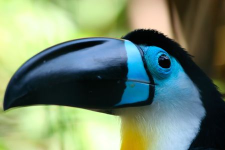 Beautiful toucan sitting on the branch of treeの写真素材