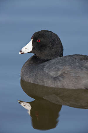 American Coot - Fulica americanaの写真素材