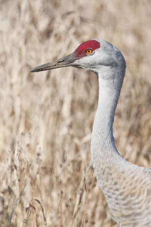 Sandhil Craneの写真素材