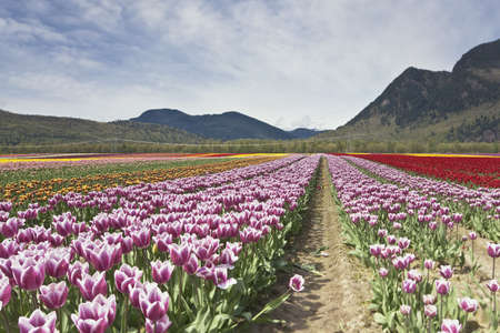 Tulip Festival - Agasiz - British Columbiaの写真素材