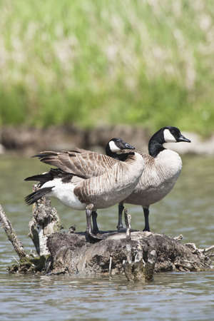 Canada Geese - Branta canadensisの写真素材