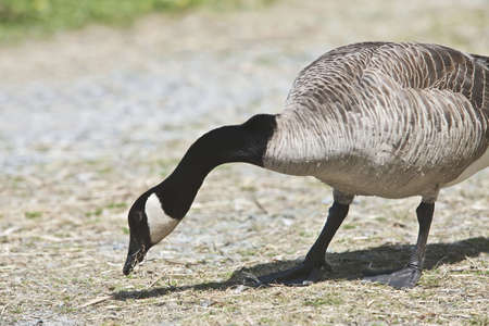 Canada Goose- Branta canadensisの写真素材