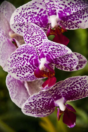 Orchidの写真素材