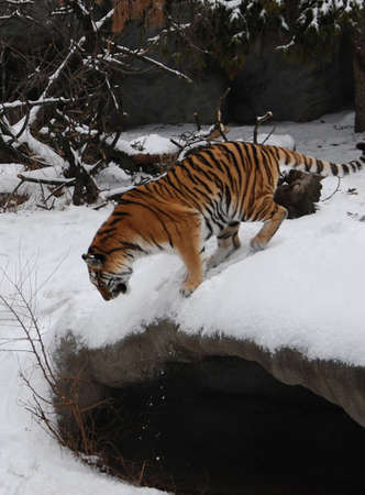 Tiger in Snow Over Cave