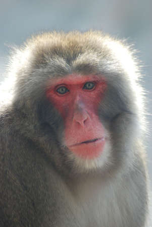 Snow Monkey Faceの写真素材