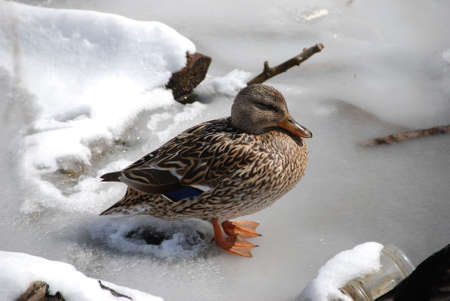 Duck on ice with blue wing tips, の写真素材
