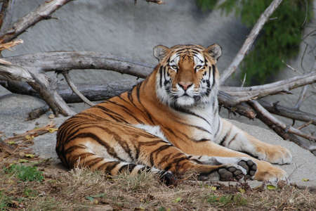 tiger reclining