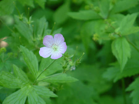 Blue Flower against Green Foilageの写真素材