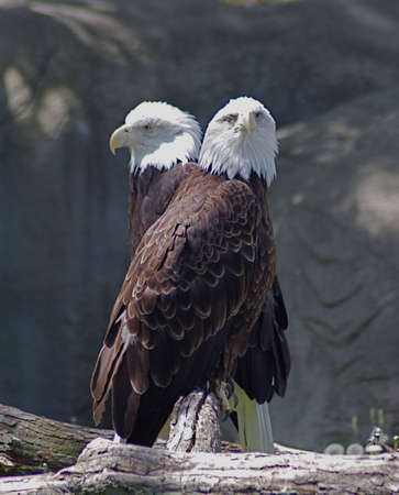 Two Bald Eaglesの写真素材
