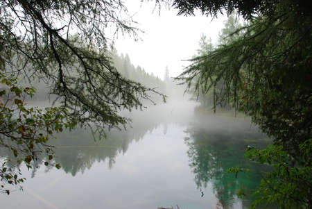 Misty Lake framed by pine trees