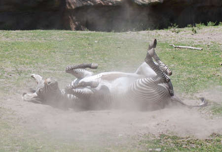 Zebra rolling in the dustの写真素材