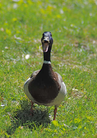 Quacking duck