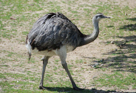 Greater Rhea