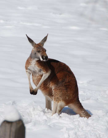 Kangaroo in snowの写真素材