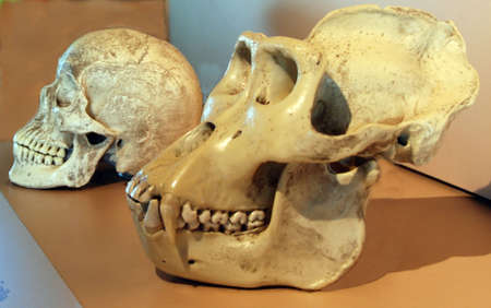 Human skull and gorilla skull with clipping pathの写真素材