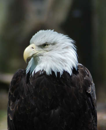Eagle head