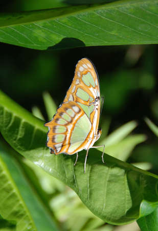 Green & Gold Butterflyの写真素材