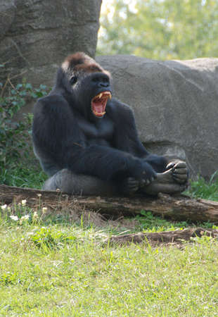 Gorilla showing teethの写真素材