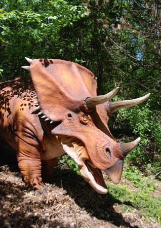 Triceratops Headの写真素材