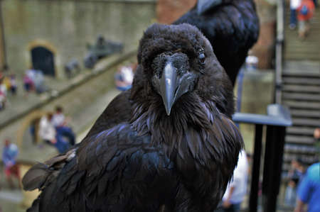 Raven at the Tower of Londonの写真素材