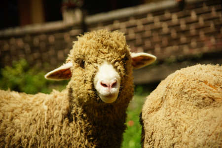 hi there! any food? a hungry merino sheepの写真素材