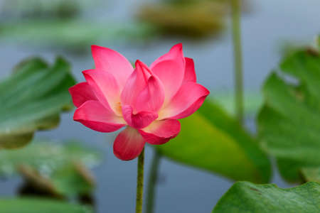A lotus blooming in the morningの写真素材