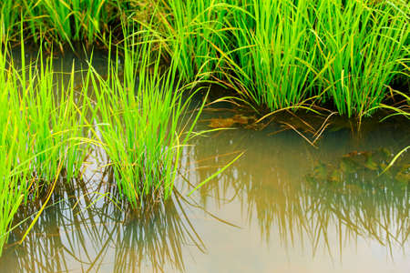 image show a small rice in a rice filedの写真素材