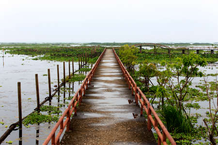 The Talay Noi wetlands preserve in Phathalung, south of Thailand is the largest waterfowl reserve in the kingdomの写真素材