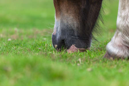 Grazing horse on green grass