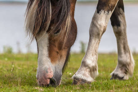 Cute Horseの写真素材