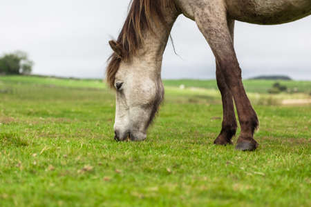 Gray Horseの写真素材