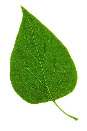 leaf in high resolution on white background