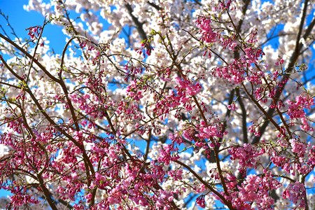 Cherry blossoms in Japanの写真素材