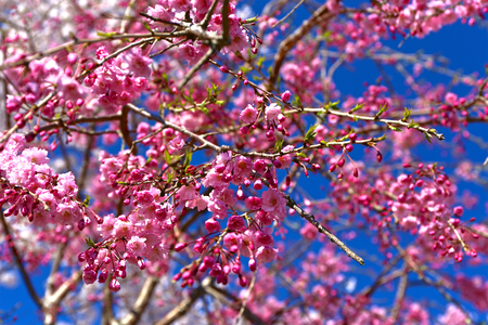 Cherry blossoms in Japanの写真素材