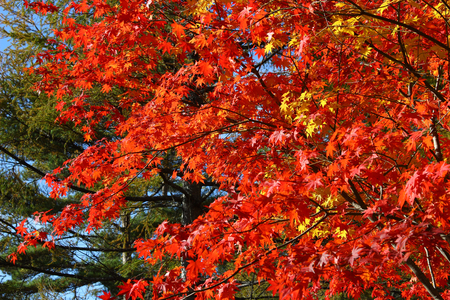 Autumn japanese maple leavesの写真素材