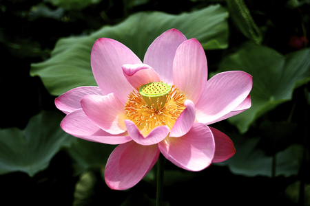 Lotus flowerの写真素材