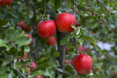 Fuji apples in Japanese orchard.の写真素材