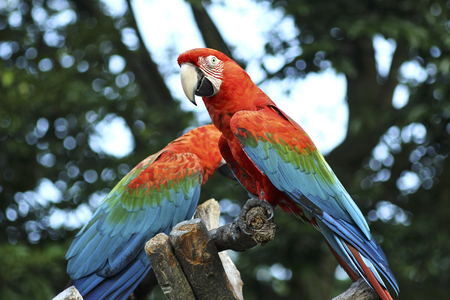 Red and green Macawの写真素材